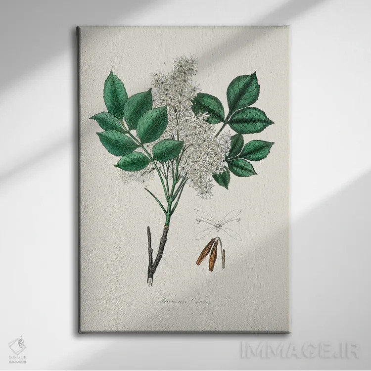 تابلو مدرن مند اش ، گیاه شناسی پزشکی اثر جان استیونسون - نمای روبهرو روی دیوار