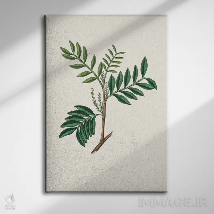 تابلو مدرن لنتیسک ، گیاه شناسی پزشکی اثر جان استیونسون - نمای روبهرو روی دیوار