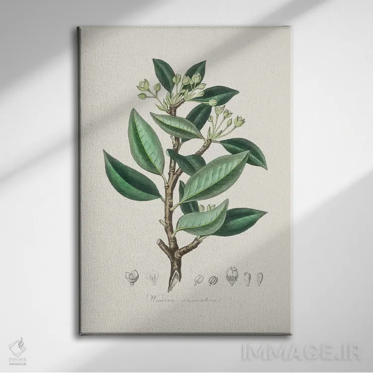 تابلو مدرن وینترا آروماتیکا، گیاه شناسی پزشکی اثر جان استیونسون - نمای روبهرو روی دیوار