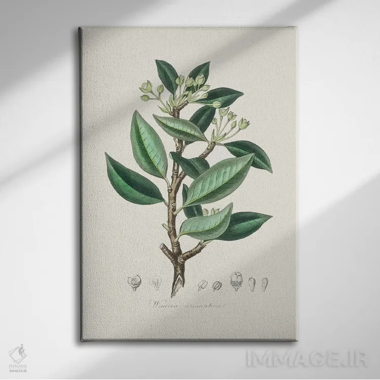 تابلو مدرن وینترا آروماتیکا، گیاه شناسی پزشکی اثر جان استیونسون - نمای روبهرو روی دیوار