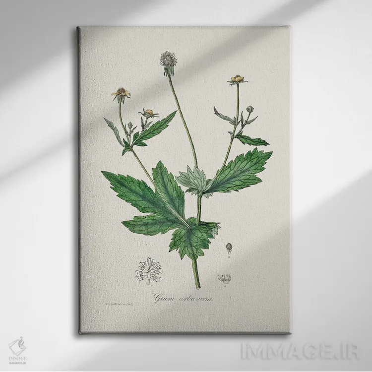 تابلو مدرن چوب آونز ، گیاه شناسی پزشکی اثر جان استیونسون - نمای روبهرو روی دیوار