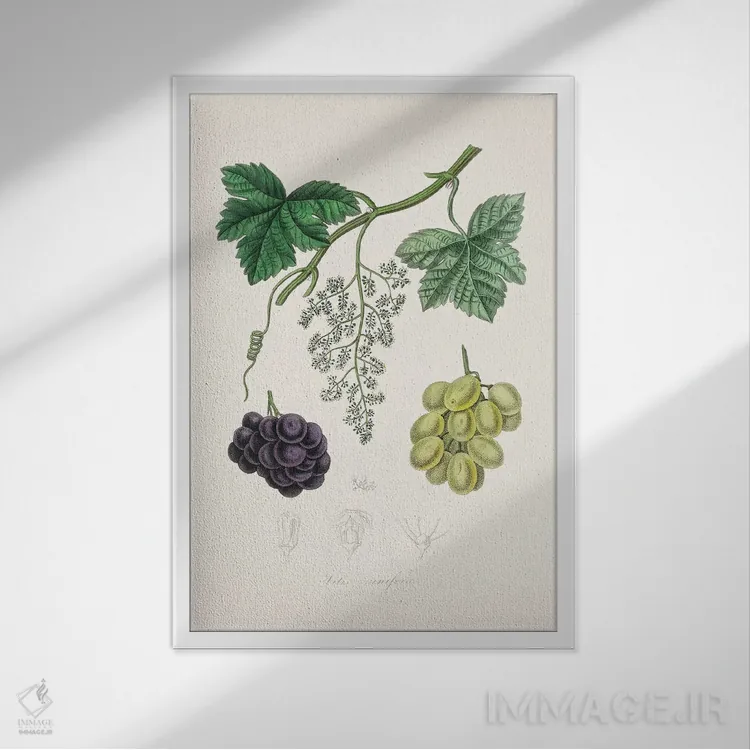 تابلو مدرن مو معمولی ، گیاه شناسی پزشکی اثر جان استیونسون - نمای قابدار سفید
