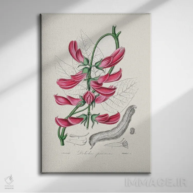 تابلو مدرن موکونا پریدنس ، گیاه شناسی پزشکی اثر جان استیونسون - نمای روبهرو روی دیوار