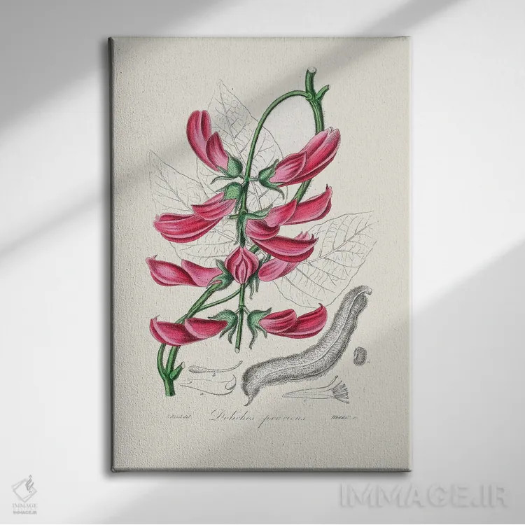 تابلو مدرن موکونا پریدنس ، گیاه شناسی پزشکی اثر جان استیونسون - نمای روبهرو روی دیوار