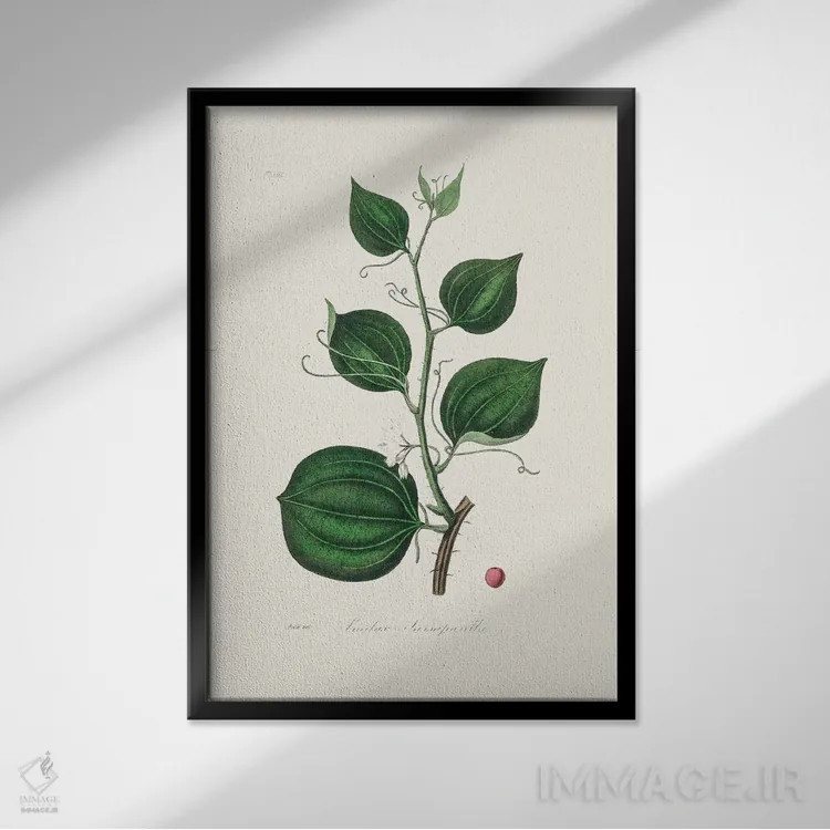 تابلو مدرن لیمیلاکس لارسپاریا، گیاه شناسی پزشکی اثر جان استیونسون - نمای قابدار مشکی