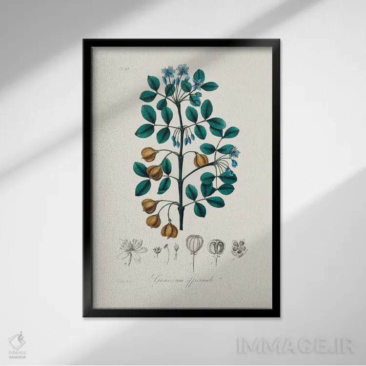 تابلو مدرن چوب گوایاک ، گیاه شناسی پزشکی اثر جان استیونسون - نمای قابدار مشکی