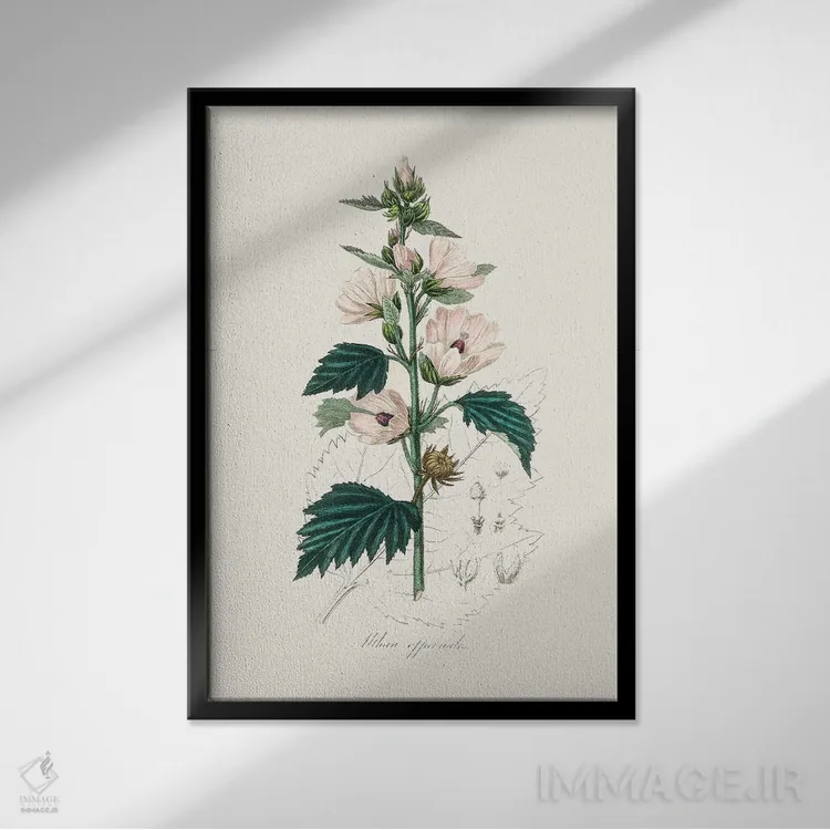 تابلو مدرن مارشمالوی معمولی ، گیاه شناسی پزشکی اثر جان استیونسون - نمای قابدار مشکی