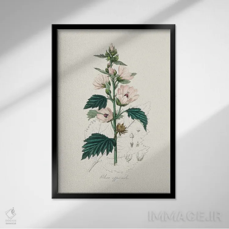 تابلو مدرن مارشمالوی معمولی ، گیاه شناسی پزشکی اثر جان استیونسون - نمای قابدار مشکی