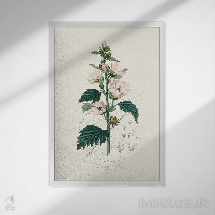 تابلو مدرن مارشمالوی معمولی ، گیاه شناسی پزشکی اثر جان استیونسون - نمای قابدار سفید