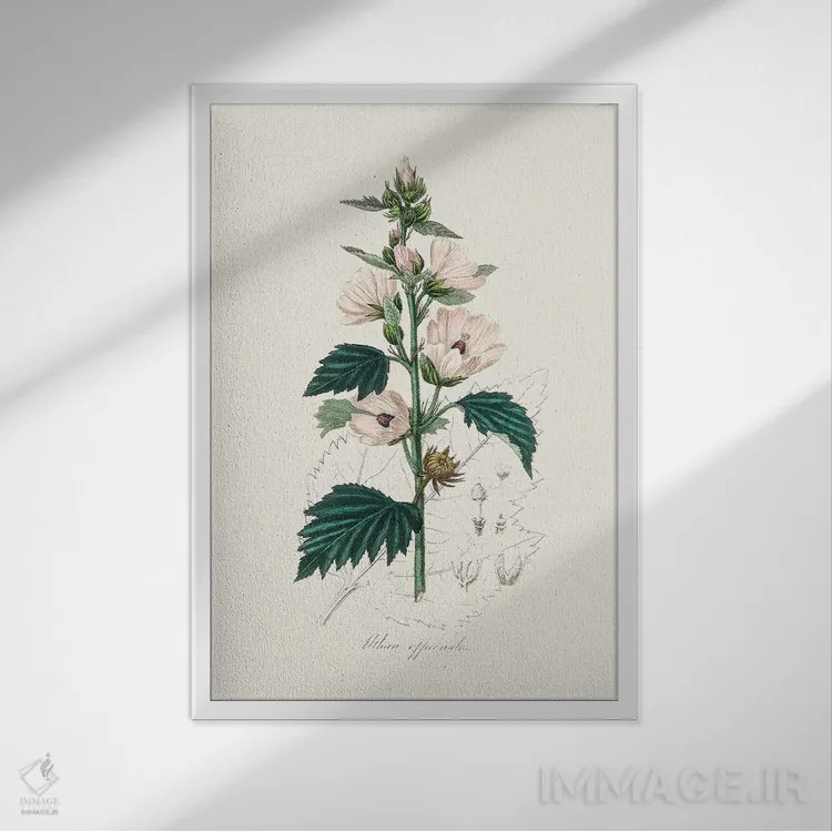 تابلو مدرن مارشمالوی معمولی ، گیاه شناسی پزشکی اثر جان استیونسون - نمای قابدار سفید
