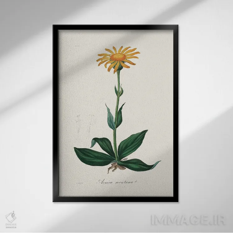 تابلو مدرن آرنیکای کوهستانی ، گیاه شناسی پزشکی اثر جان استیونسون - نمای قابدار مشکی