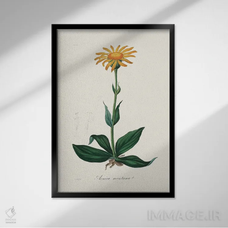 تابلو مدرن آرنیکای کوهستانی ، گیاه شناسی پزشکی اثر جان استیونسون - نمای قابدار مشکی