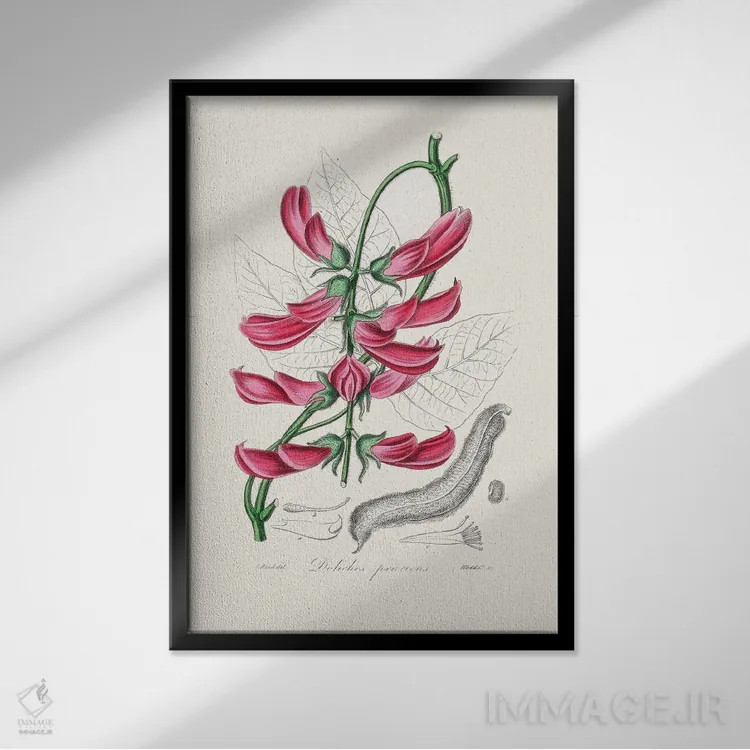تابلو مدرن موکونا پریدنس ، گیاه شناسی پزشکی اثر جان استیونسون - نمای قابدار مشکی