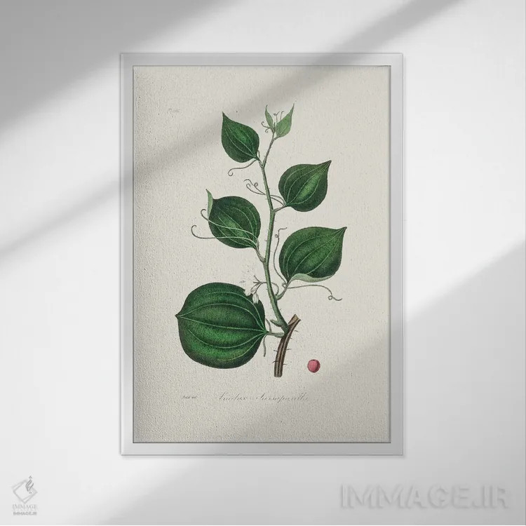 تابلو مدرن لیمیلاکس لارسپاریا، گیاه شناسی پزشکی اثر جان استیونسون - نمای قابدار سفید