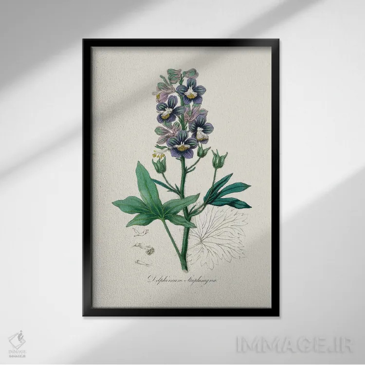 تابلو مدرن دل فینیوم استافیساگرایا، گیاه شناسی پزشکی اثر جان استیونسون - نمای قابدار مشکی