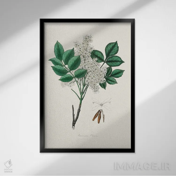 تابلو مدرن مند اش ، گیاه شناسی پزشکی اثر جان استیونسون - نمای قابدار مشکی