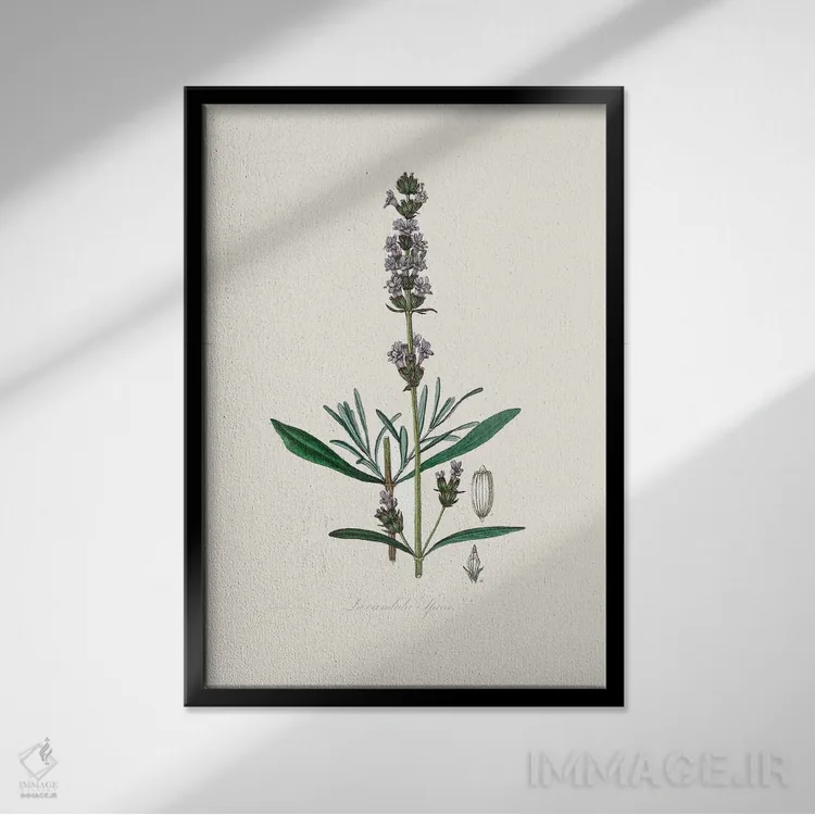 تابلو مدرن اسطوخودوس ، گیاه شناسی پزشکی اثر جان استیونسون - نمای قابدار مشکی