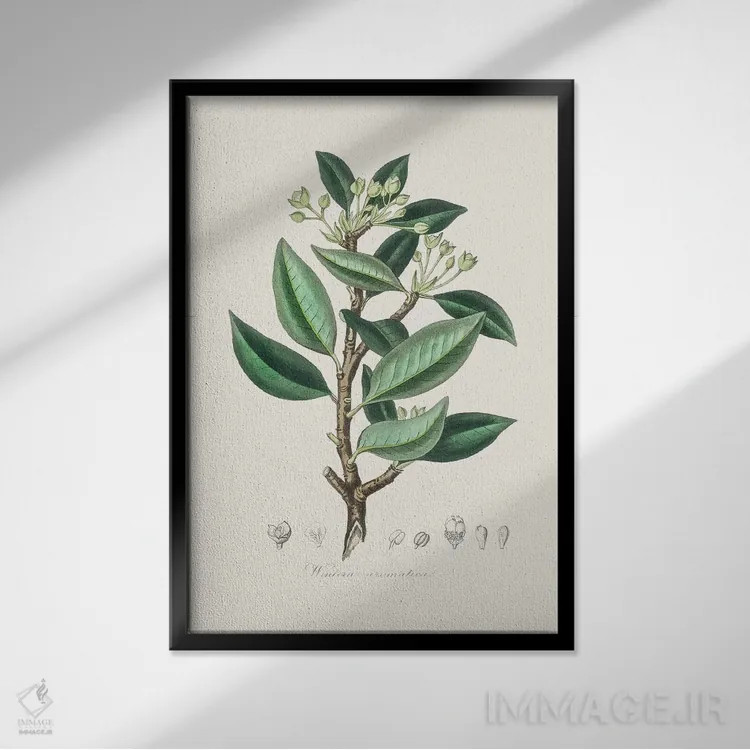 تابلو مدرن وینترا آروماتیکا، گیاه شناسی پزشکی اثر جان استیونسون - نمای قابدار مشکی