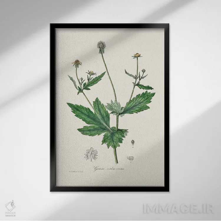 تابلو مدرن چوب آونز ، گیاه شناسی پزشکی اثر جان استیونسون - نمای قابدار مشکی