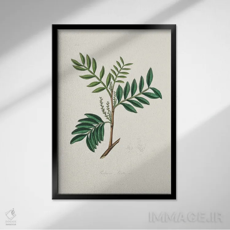 تابلو مدرن لنتیسک ، گیاه شناسی پزشکی اثر جان استیونسون - نمای قابدار مشکی