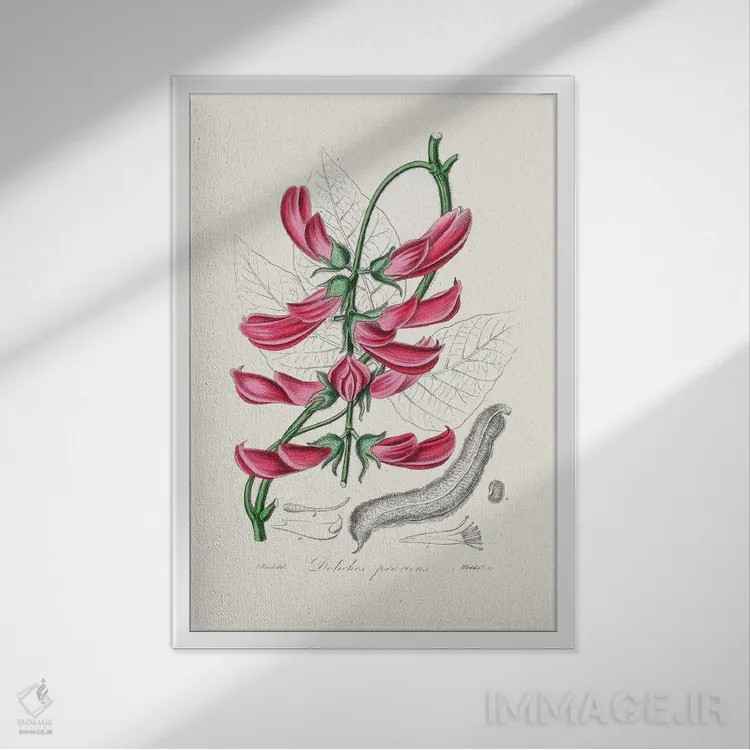 تابلو مدرن موکونا پریدنس ، گیاه شناسی پزشکی اثر جان استیونسون - نمای قابدار سفید
