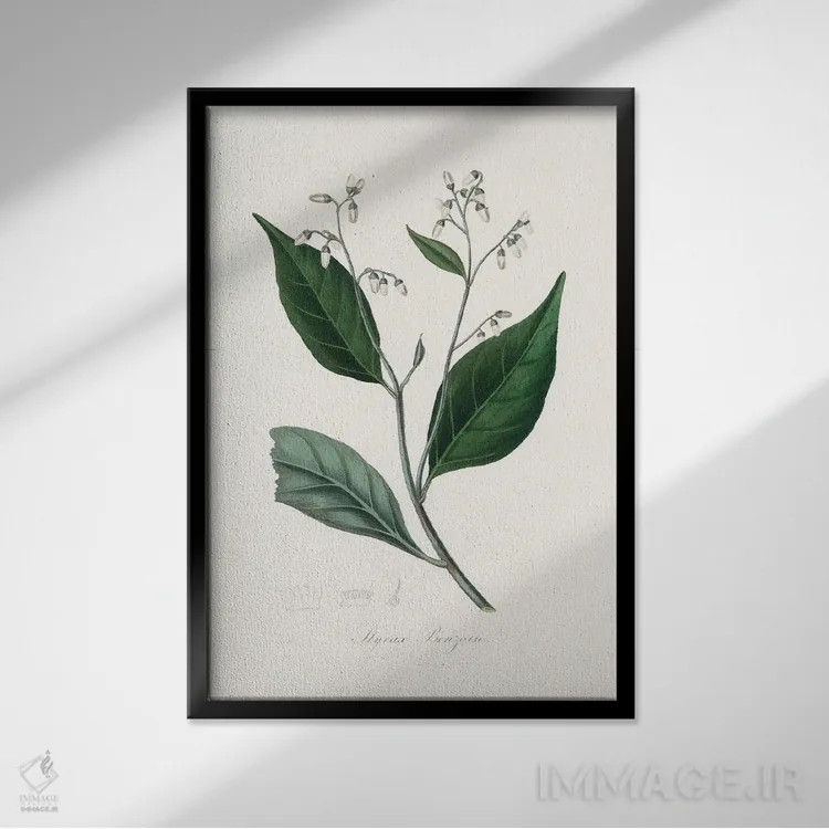 تابلو مدرن درخت بنجامین صمغی ، گیاه شناسی پزشکی اثر جان استیونسون - نمای قابدار مشکی