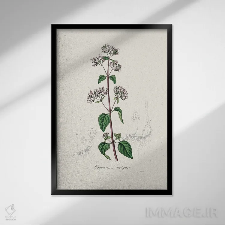 تابلو مدرن پونه کوهی ، گیاه شناسی پزشکی اثر جان استیونسون - نمای قابدار مشکی