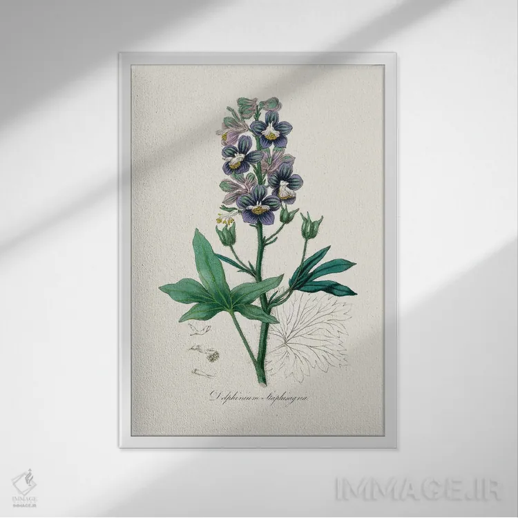 تابلو مدرن دل فینیوم استافیساگرایا، گیاه شناسی پزشکی اثر جان استیونسون - نمای قابدار سفید