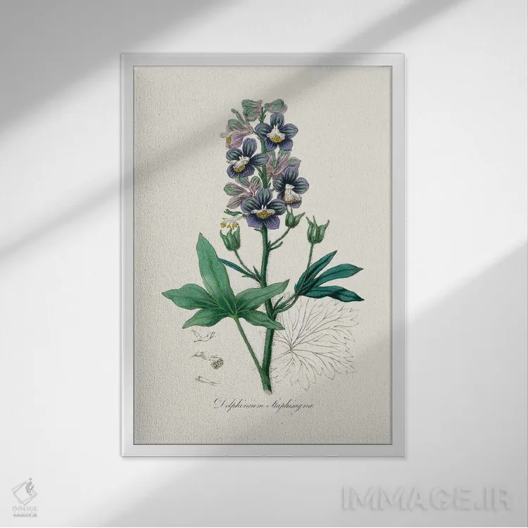 تابلو مدرن دل فینیوم استافیساگرایا، گیاه شناسی پزشکی اثر جان استیونسون - نمای قابدار سفید