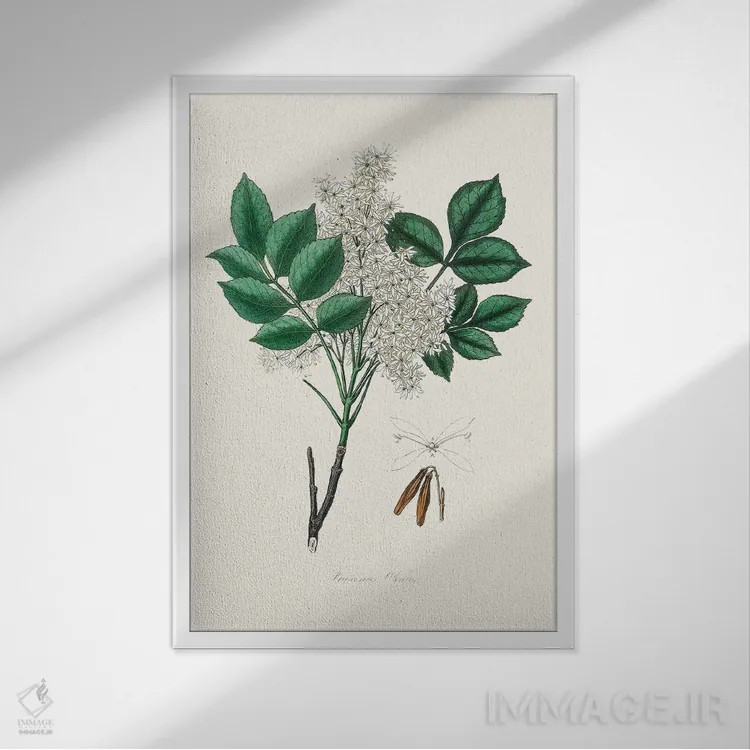 تابلو مدرن مند اش ، گیاه شناسی پزشکی اثر جان استیونسون - نمای قابدار سفید