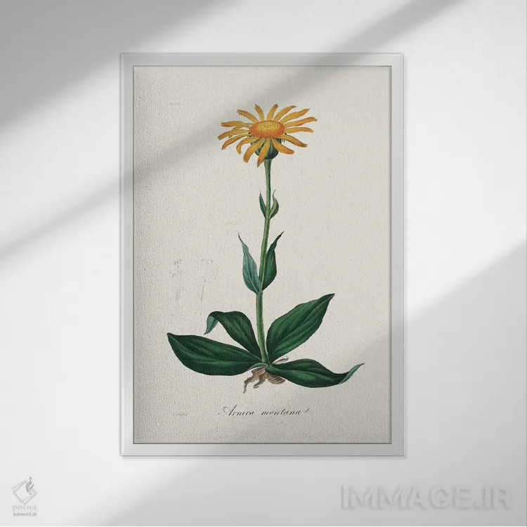 تابلو مدرن آرنیکای کوهستانی ، گیاه شناسی پزشکی اثر جان استیونسون - نمای قابدار سفید