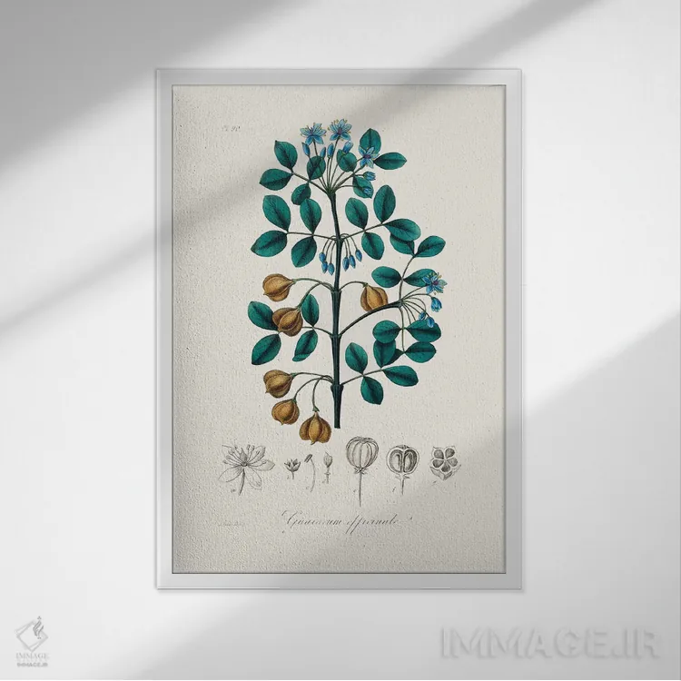 تابلو مدرن چوب گوایاک ، گیاه شناسی پزشکی اثر جان استیونسون - نمای قابدار سفید