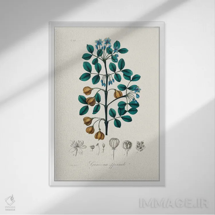 تابلو مدرن چوب گوایاک ، گیاه شناسی پزشکی اثر جان استیونسون - نمای قابدار سفید
