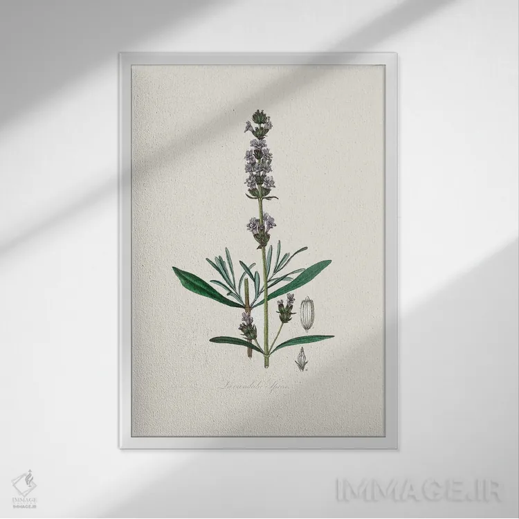 تابلو مدرن اسطوخودوس ، گیاه شناسی پزشکی اثر جان استیونسون - نمای قابدار سفید
