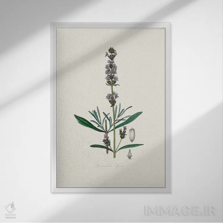 تابلو مدرن اسطوخودوس ، گیاه شناسی پزشکی اثر جان استیونسون - نمای قابدار سفید