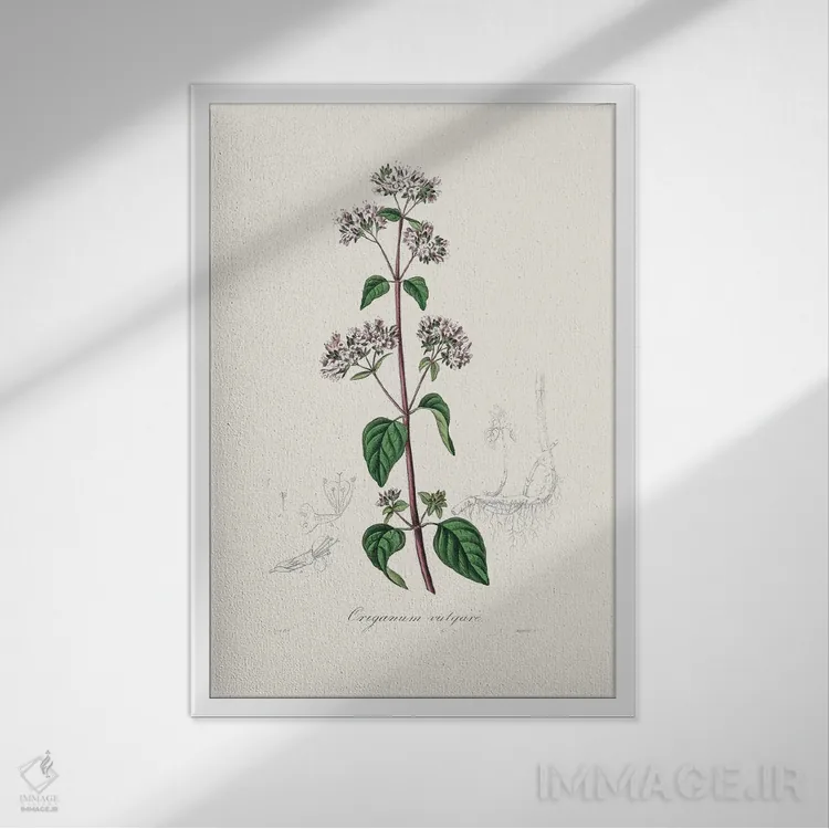 تابلو مدرن پونه کوهی ، گیاه شناسی پزشکی اثر جان استیونسون - نمای قابدار سفید