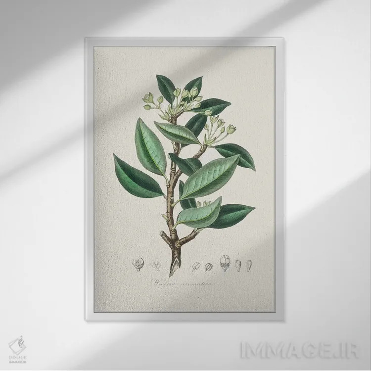 تابلو مدرن وینترا آروماتیکا، گیاه شناسی پزشکی اثر جان استیونسون - نمای قابدار سفید