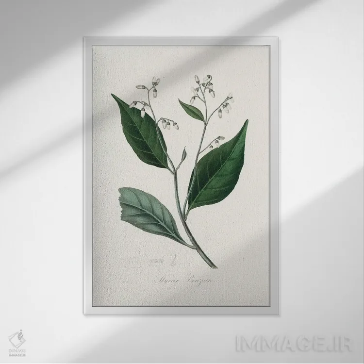 تابلو مدرن درخت بنجامین صمغی ، گیاه شناسی پزشکی اثر جان استیونسون - نمای قابدار سفید