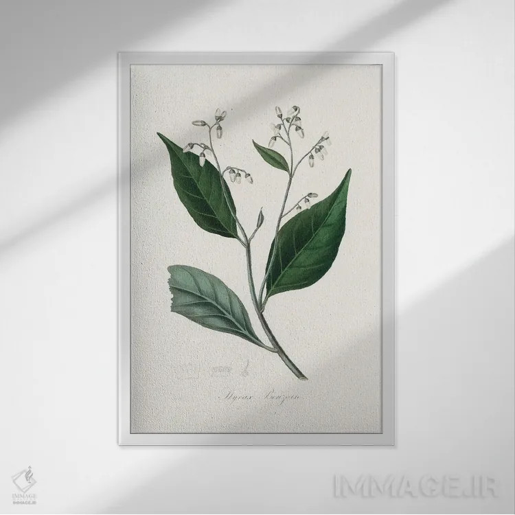 تابلو مدرن درخت بنجامین صمغی ، گیاه شناسی پزشکی اثر جان استیونسون - نمای قابدار سفید