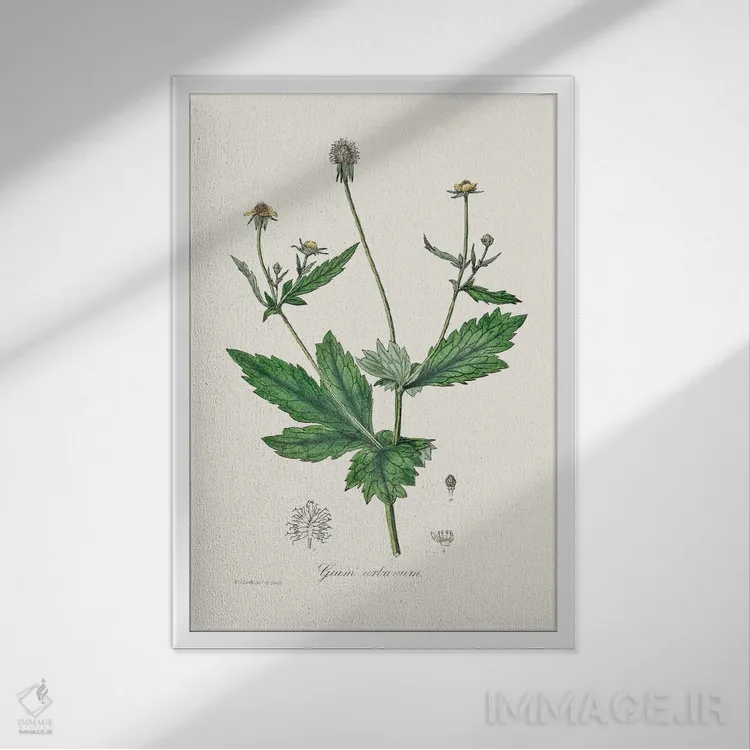 تابلو مدرن چوب آونز ، گیاه شناسی پزشکی اثر جان استیونسون - نمای قابدار سفید