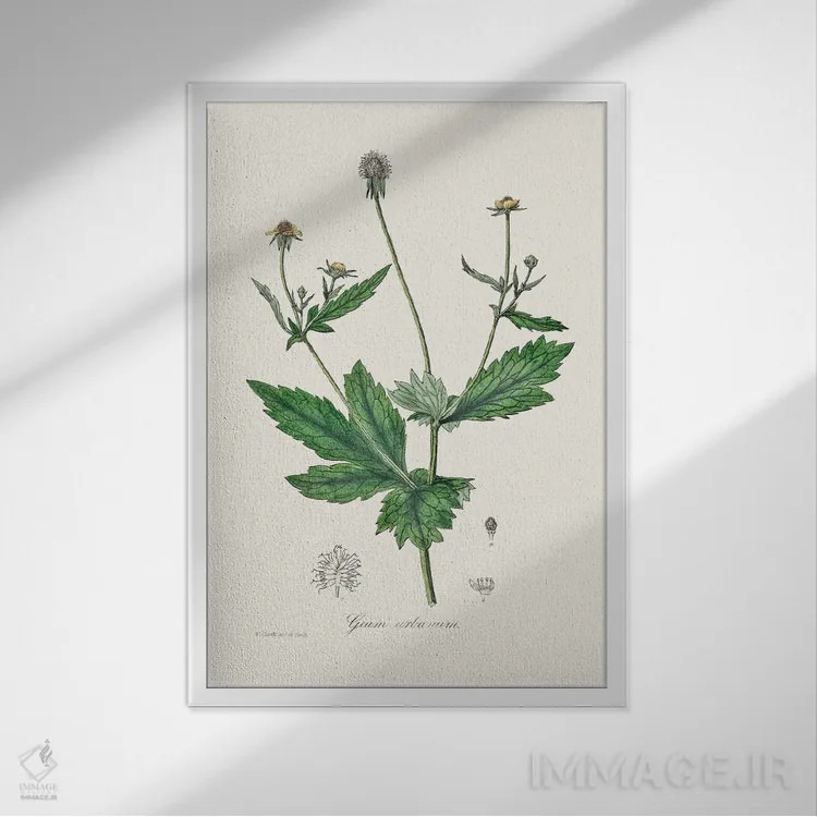 تابلو مدرن چوب آونز ، گیاه شناسی پزشکی اثر جان استیونسون - نمای قابدار سفید