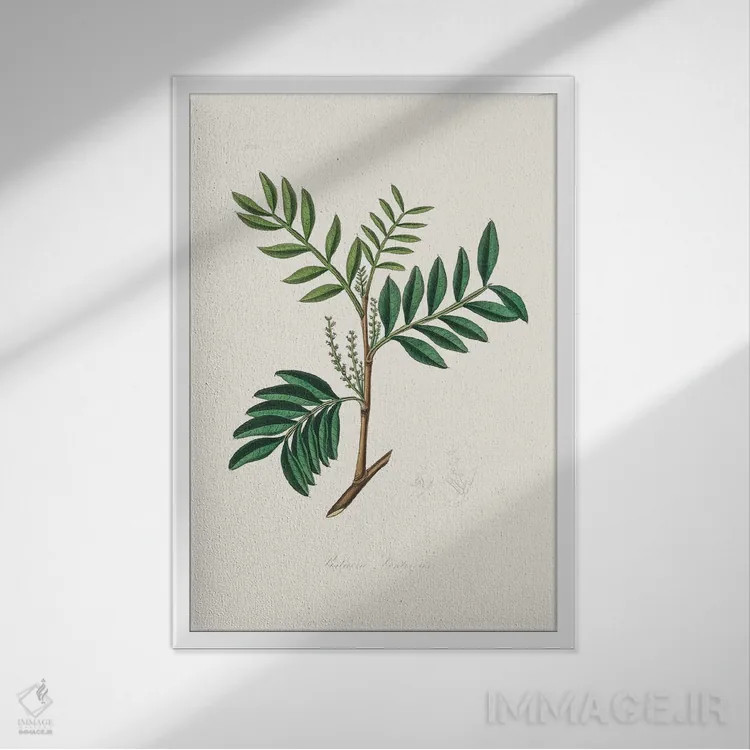 تابلو مدرن لنتیسک ، گیاه شناسی پزشکی اثر جان استیونسون - نمای قابدار سفید