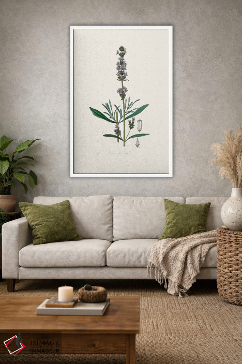 تابلو مدرن اسطوخودوس ، گیاه شناسی پزشکی اثر جان استیونسون - D1W