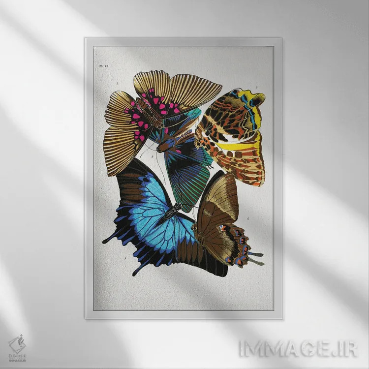 تابلو دکوراتیو پروانه ها IV اثر امیل آلن سگویی - نمای قابدار سفید