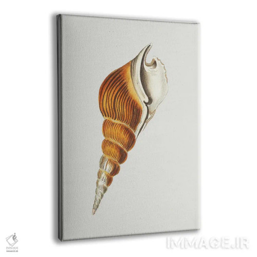 تابلو مینیمال کنج دوک مانند استرومبوس اثر جورج شا - نمای پرسپکتیو محصول