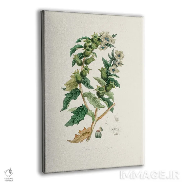 تابلو مینیمال شاه تره گیاه پزشکی اثر جان استیونسون - نمای پرسپکتیو محصول