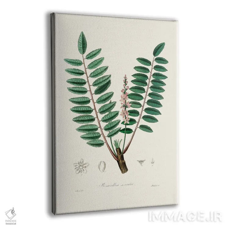 تابلو مینیمال گیاه پزشکی بوسولیا سراتا اثر جان استیونسون - نمای پرسپکتیو محصول