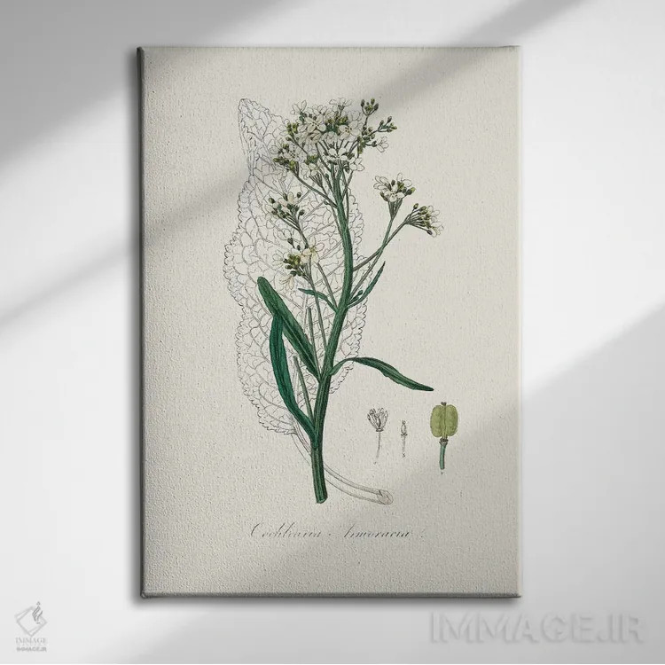 تابلو مینیمال هویجک گیاه پزشکی اثر جان استیونسون - نمای روبهرو روی دیوار