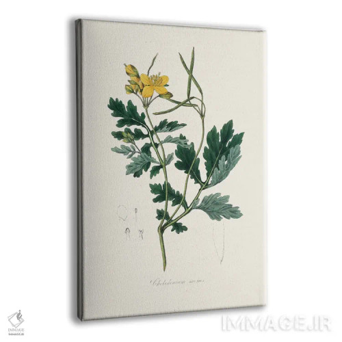 تابلو مینیمال کلانباور بزرگ گیاه پزشکی اثر جان استیونسون - نمای پرسپکتیو محصول