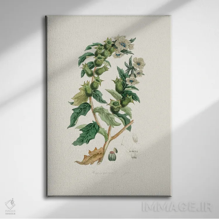تابلو مینیمال شاه تره گیاه پزشکی اثر جان استیونسون - نمای روبهرو روی دیوار